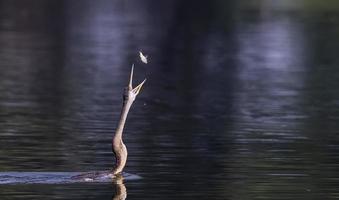 orientalisk darter eller indisk ormfågel som fångar fisk vid vattenkroppen. foto