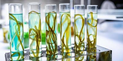 grön alger laboratorieforskning, alternativ biobränsleenergiteknik, bioteknikkoncept foto