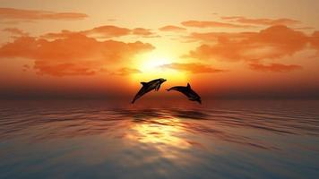 solnedgång havet med delfiner hoppa foto