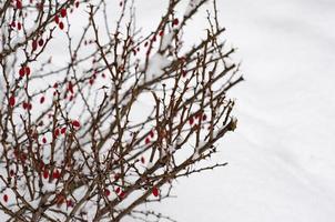 trädgård prydnadsbuskar under vit snö. studiofoto foto