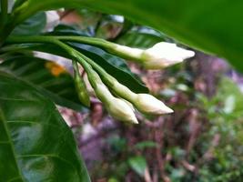 jasmin blomma aromaterapi bakgrund foto