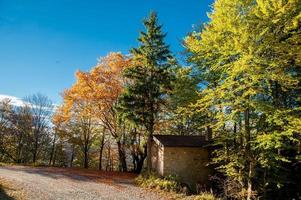 färgglad skog på hösten foto