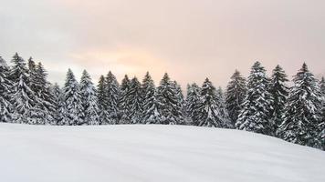 vinterlandskap med mycket snö och snöiga tallar foto