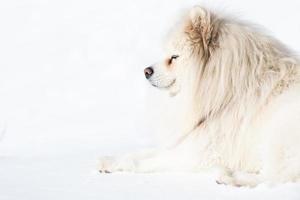samojedhund på en vit bakgrund av snö foto