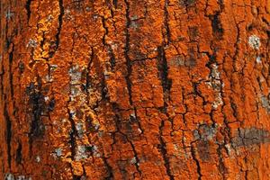 vacker trä bakgrundsstruktur naturliga dekorativa element foto