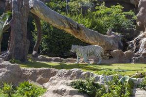 vit tiger på djurparken på ön teneriffa. foto