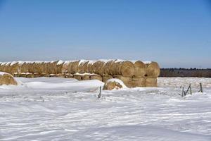 vinter i Manitoba - snötäckta rundbalar i ett snöigt fält foto