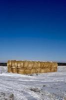 vinter i Manitoba - snötäckta rundbalar i ett snöigt fält foto