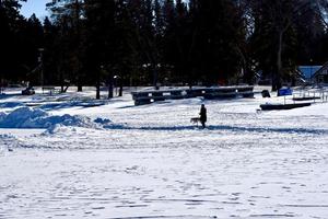 vinter i Manitoba - gå ut med hunden på en frusen sjö foto