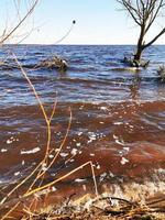 trädet är i vattnet. sjön översvämmade stranden med ett träd. sjön på våren. sandig strand. foto