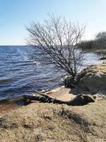 trädet är i vattnet. sjön översvämmade stranden med ett träd. sjön på våren. sandig strand. foto