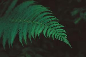 friskhet gröna blad av ormbunke på svart bakgrund. naturliga ormbunksmönster. bild närbild. kopiera, tomt utrymme för text foto