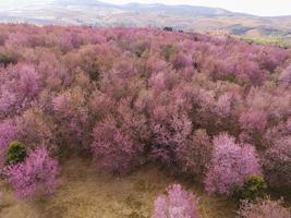 Flygfoto rosa skog träd miljö skog natur berg bakgrund, vilda himalaya körsbärsblommor på träd, vacker rosa sakura blomma vinterlandskap träd vid phu lom lo, loei, thailand. foto