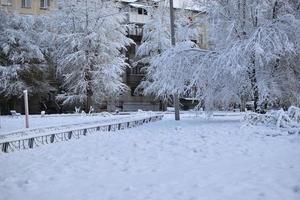 träd i snön efter ett snöfall på hösten foto