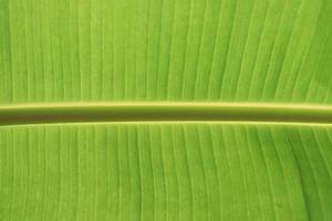 banan palmblad konsistens. stora blad textur. foto