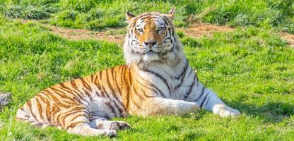 tiger i en djurpark - en av de största köttätarna i naturen. foto