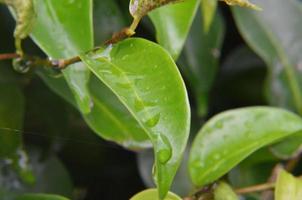 gröna blad bakgrund. lövverk och färsk konceptbakgrund foto