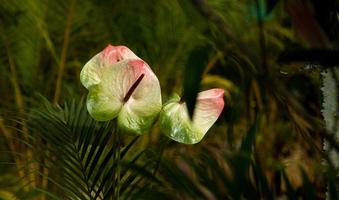 målare palett tvillingblommor foto