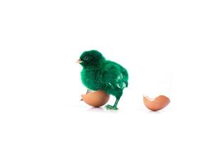 söt liten grön kyckling med knäckt ägg, kycklingkoncept foto
