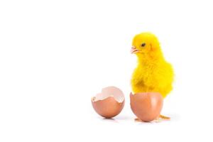 söt gul liten kyckling med knäckt ägg, kycklingkoncept foto