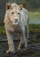 porträtt av cape lion foto