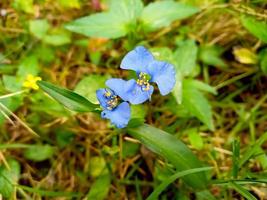 närbild av dagblomma, commelina communis, asiatisk dagblomma foto