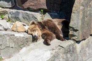 svart björn sover på golvet i en djurpark. foto