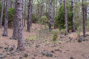 tät, vacker skog på ön teneriffa. foto