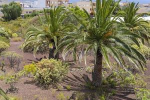 kanariepalmen phoenix canariensis är en art av blommande växter i palmfamiljen arecaceae. foto