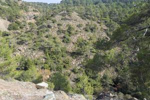 panoramautsikt över skogarna på Cypern. foto