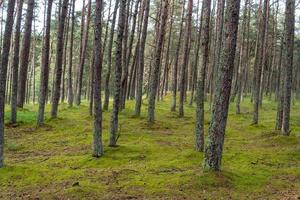 en bild av en dansande skog på den curonian spotten i Kaliningrad-regionen i Ryssland. foto