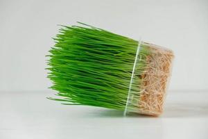 gräs groddar i en genomskinlig plastbehållare på en vit bakgrund. kopiera, tomt utrymme för text foto