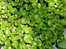 vattenhyacint eller eichhornia crassipes. natur grön bakgrund. växter på vatten foto