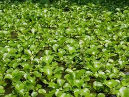 vattenhyacint eller eichhornia crassipes. natur grön bakgrund. växter på vatten foto