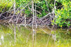 en damm i mangroveskogen foto
