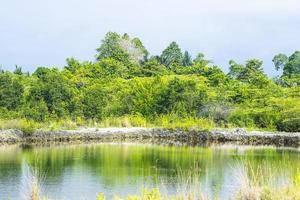 en damm i mangroveskogen foto