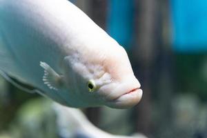 jätte gourami. en stor vit fisk simmar i vattnet i akvariet. närbild. undervattens värld. foto