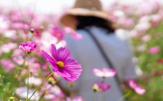 ung kvinna går i kosmos blomsterträdgård under semestern foto