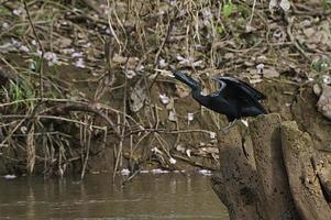 anhinga hane 6 foto