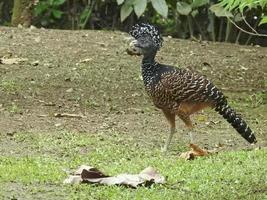 stor curassow hona foto