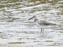 willet heron 46 foto