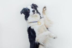 valp hund border collie bär vinnare eller mästare guld trofémedalj isolerad på vit bakgrund. vinnare champion rolig hund. seger första plats i tävlingen. vinnande eller framgångskoncept. foto