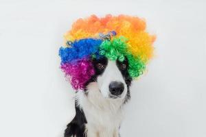 söt hundvalp med roligt ansikte border collie bär färgglada lockiga clown peruk isolerad på vit bakgrund. roliga hundporträtt i clowndräkt i karneval eller halloweenfest. sällskapshund på cirkus. foto