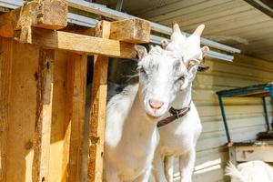 söt frittgående getten på organisk naturlig eko-djurgård som fritt betar på gården på ranchbakgrund. tam get betar i betesmark. modern djurboskap, ekologiskt jordbruk. djurens rättigheter. foto