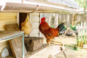 frigående kyckling på ekologisk djurgård som fritt betar på gården på ranchbakgrund. hönshöns betar på naturlig ekogård. modern djurhållning och ekologiskt jordbruk. djurrättskoncept. foto
