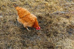 frigående kyckling på ekologisk djurgård som fritt betar på gården på ranchbakgrund. hönshöns betar på naturlig ekogård. modern djurhållning och ekologiskt jordbruk. djurrättskoncept. foto