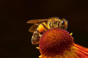 honungsbi täckt med gul pollen drick nektar, pollinerande blomma. inspirerande naturliga blommor våren eller sommaren blommande trädgård bakgrund. liv av insekter, extrem makro närbild selektiv fokus foto