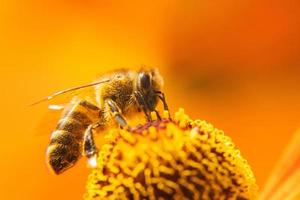 honungsbi täckt med gul pollen drick nektar, pollinerande blomma. inspirerande naturliga blommor våren eller sommaren blommande trädgård bakgrund. liv av insekter, extrem makro närbild selektiv fokus foto