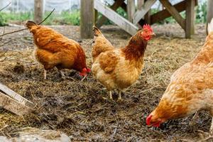 frigående kyckling på ekologisk djurgård som fritt betar på gården på ranchbakgrund. hönshöns betar på naturlig ekogård. modern djurhållning och ekologiskt jordbruk. djurrättskoncept. foto