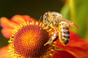 honungsbi täckt med gul pollen drick nektar, pollinerande blomma. inspirerande naturliga blommor våren eller sommaren blommande trädgård bakgrund. liv av insekter, extrem makro närbild selektiv fokus foto